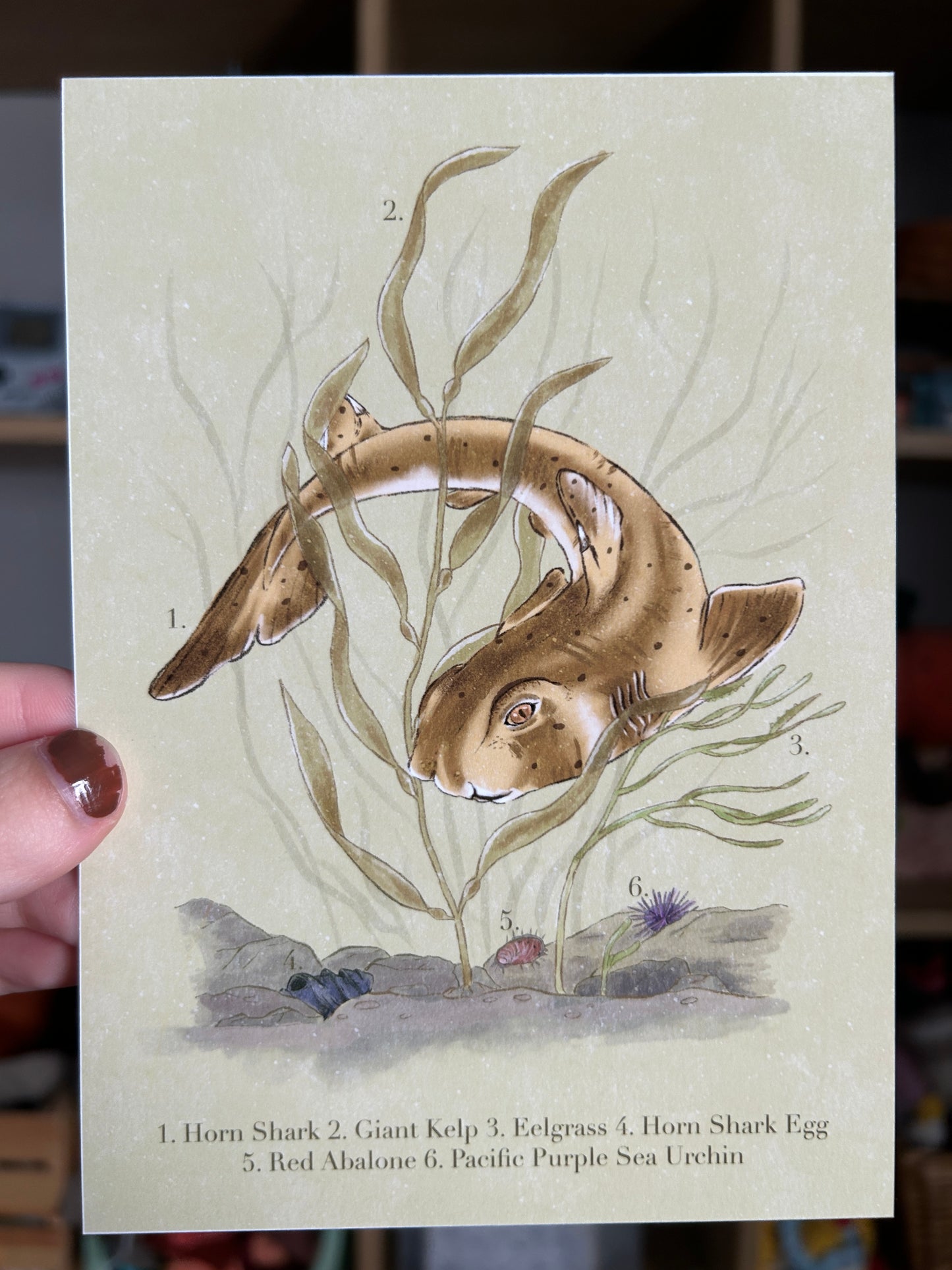 Horn Shark Print