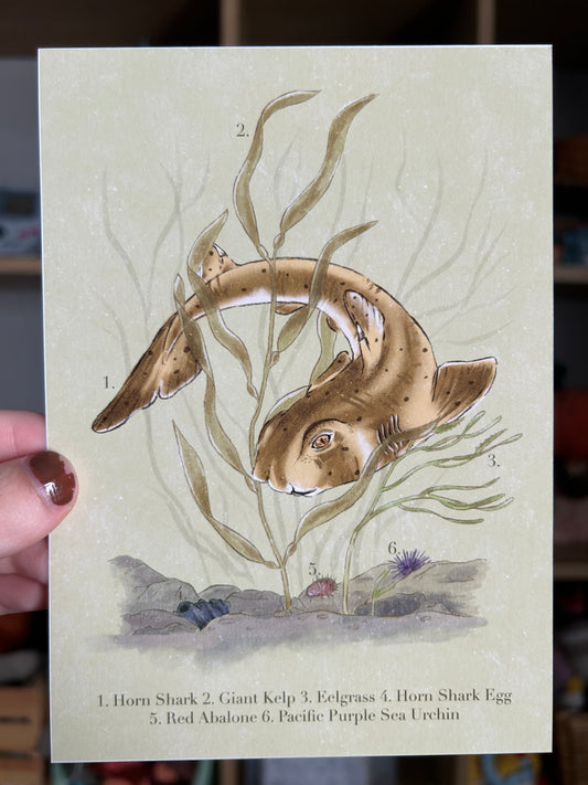 Horn Shark Print