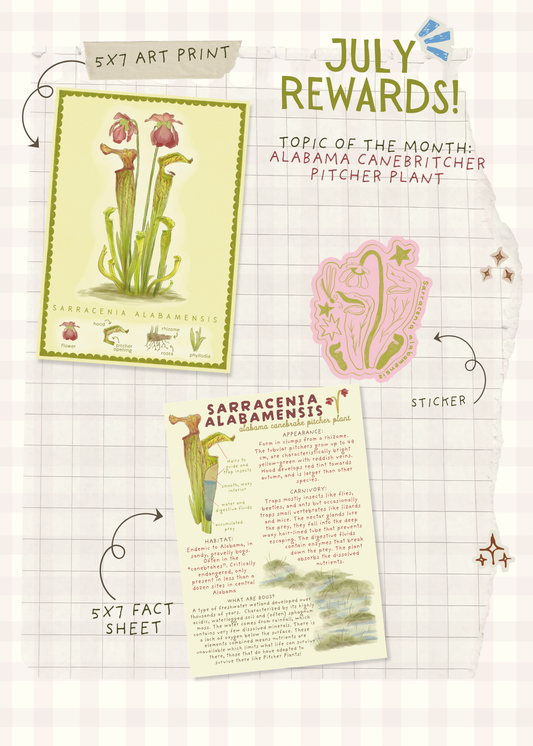 July Mail - Alabama Canebrake Pitcher Plant