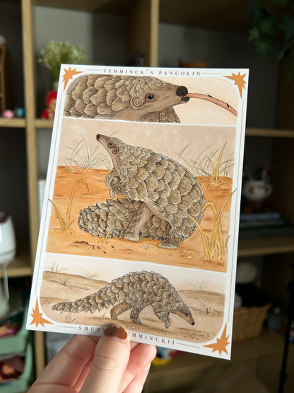 Temminck’s Pangolin Print