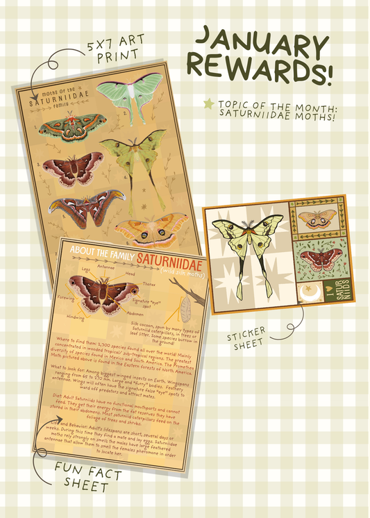 January Mail - Saturniidae Moths