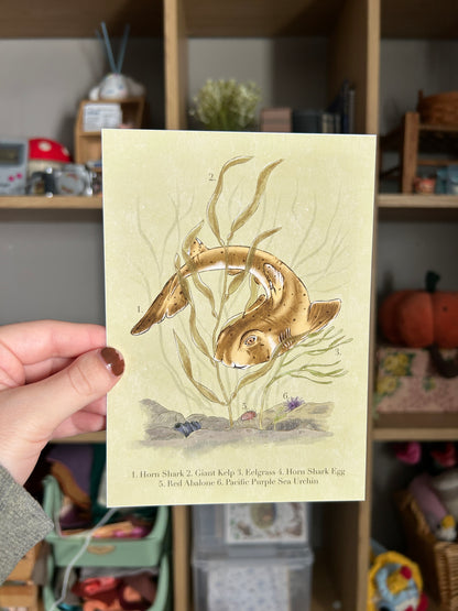 Horn Shark Print