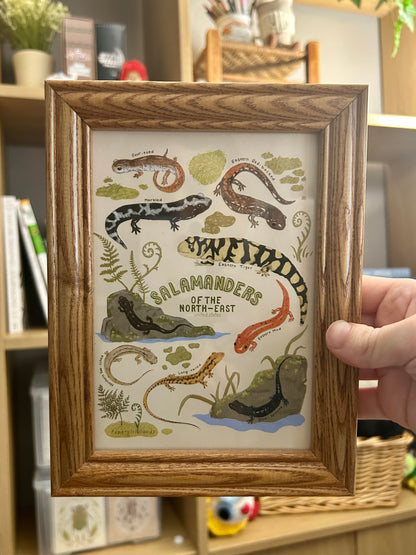 Salamanders of North-East U.S Print