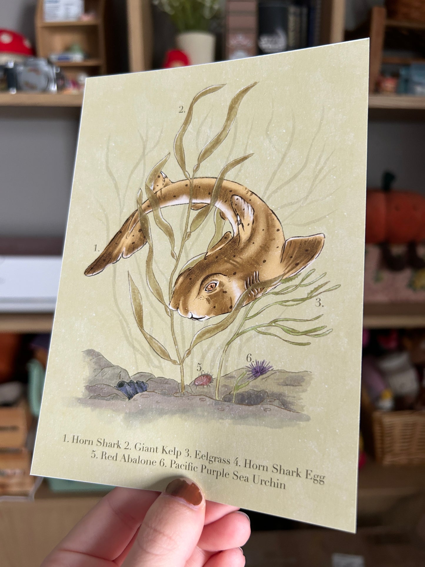 Horn Shark Print