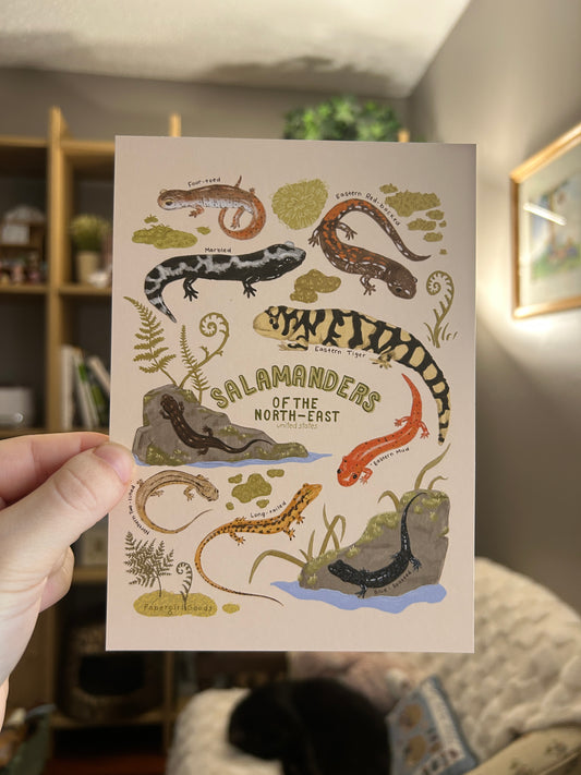 Salamanders of North-East U.S Print
