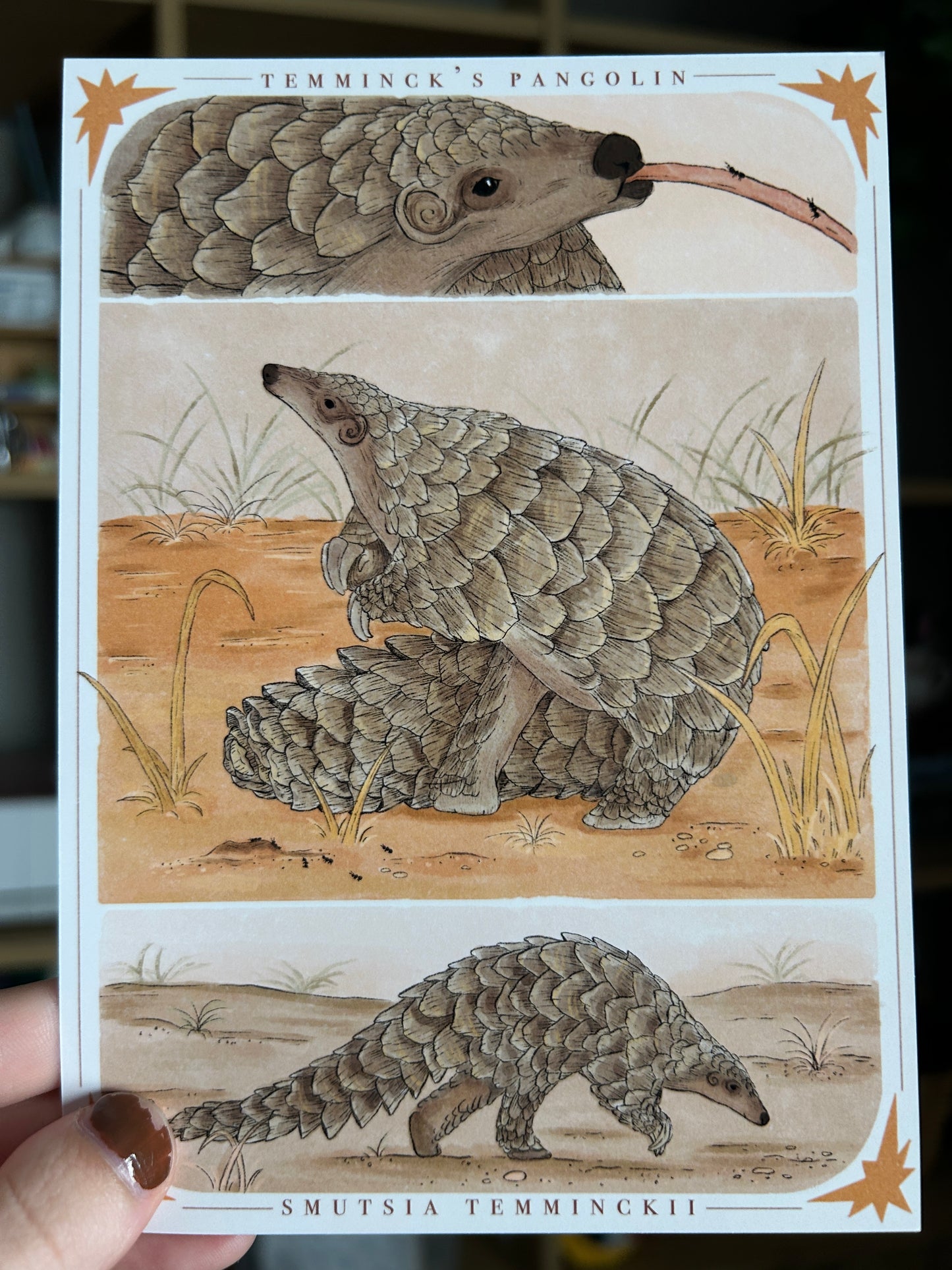 Temminck’s Pangolin Print